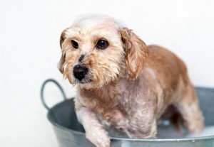 purina shampoo cani campionigratis.info